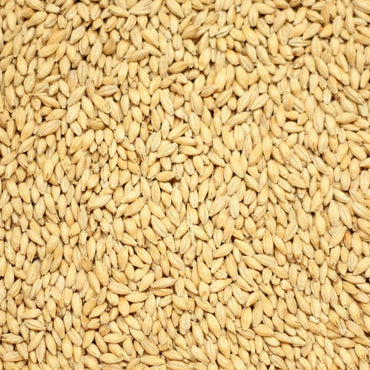 Golden Promise (Simpsons Malt) Per 25Kg