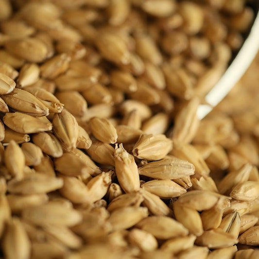 Compass - Pale Malt (voyager) per 100g